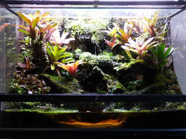 68 gallon frogs would love to frolick
