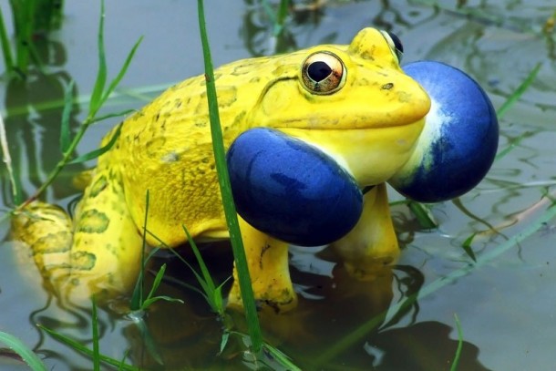 Amazing Frogs- Mating Rituals
