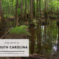 South Carolina Frogs and Toads