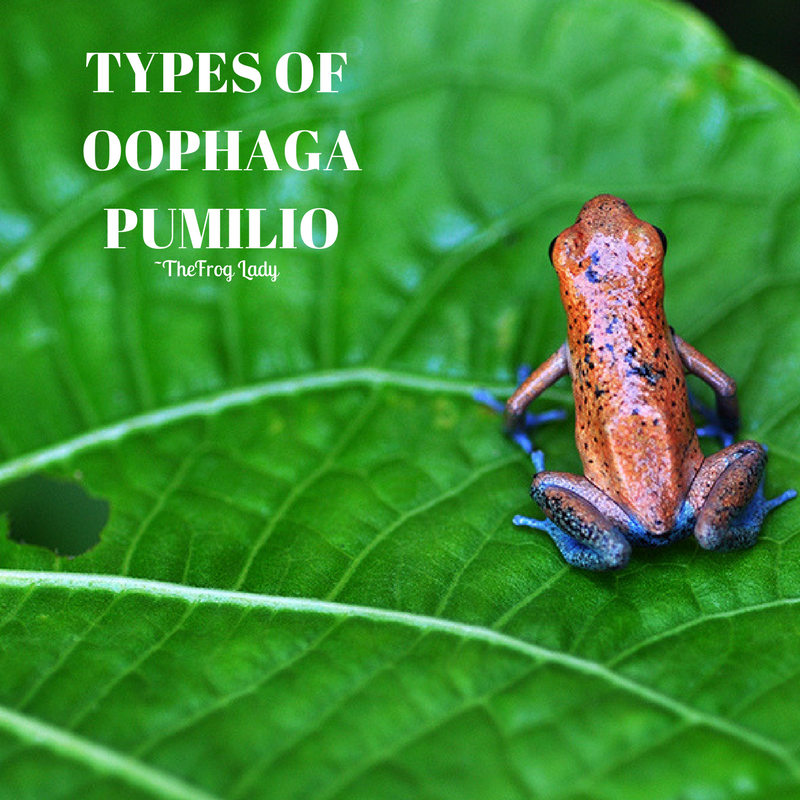 Types of Oophaga Pumilio