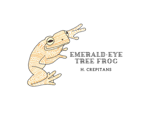 Emerald-Eye tree frog – H. crepitans