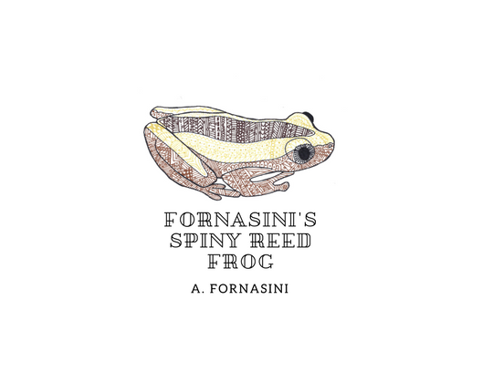 Fornasini’s Spiny Reed Frog – A. Fornasini