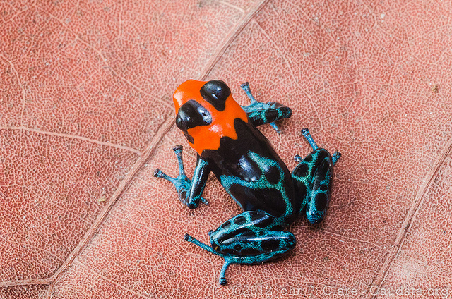 Blessed Poison Frog – R. Benedicta
