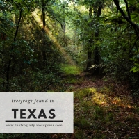 Texas Treefrogs