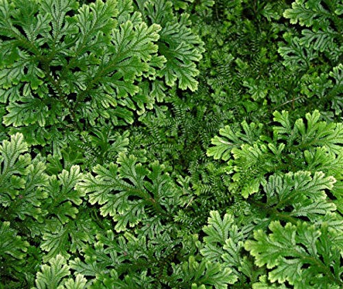 Mosses for Terrariums & Paludariums